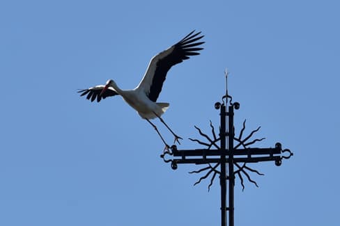 kreva-stork